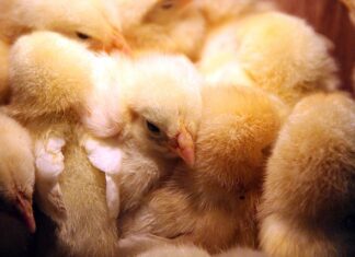 Czemu po wymianie tarcz i klocków grzeją się koła? Czemu po wymianie tarcz i klocków grzeją się koła?