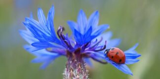 Ile punktów za niesprawny samochód?