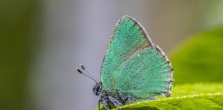 Czy kalafonia przewodzi prąd?