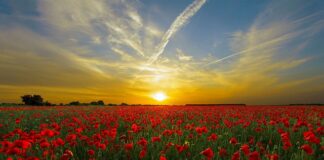 Czy mąka ziemniaczana może zastąpić talk?