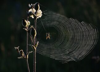 Jak należy kręcić kierownicą podczas cofania chce jechać w prawo? Jak należy kręcić kierownicą podczas cofania chce jechać w prawo?
