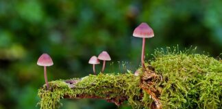 Jakie są rodzaje łożysk?