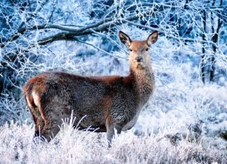 Co na koła w zimie?