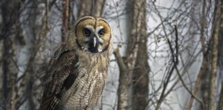 Jak często trzeba jeździć hybryda?