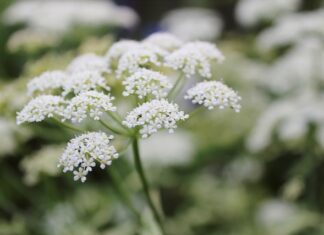 Jak pozbyć się zielska z kostki? Jak pozbyć się zielska z kostki?