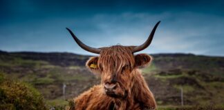 Czy można sprzedać krowę po wycieleniu?