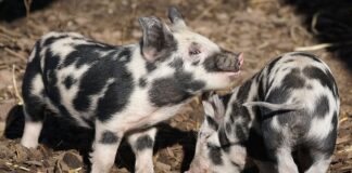 Jakie oszczedne auto kupić?