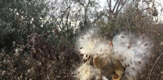 Dlaczego przegub trzeszczy?