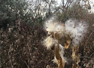 Dlaczego przegub trzeszczy?