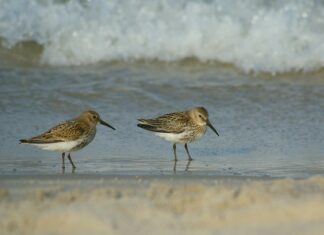 Co to są zmienne fazy rozrządu?