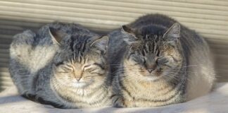 Dlaczego koło się grzeje?