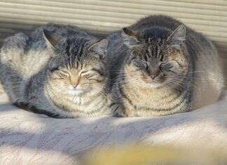 Dlaczego koło się grzeje? Dlaczego koło się grzeje?