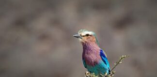 Co daje ostry wałek rozrządu?