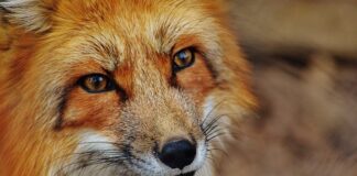 Jak działa wielokrążek?