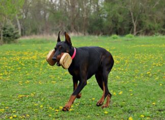 Jak wymienić wkład lusterka wstecznego?
