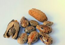 Ile oleju do skrzyni Lupo?