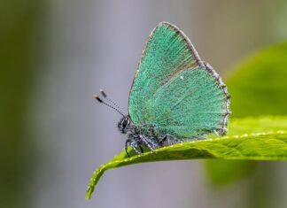 Jak zmyć kalafonię? Jak zmyć kalafonię?