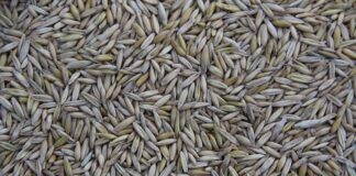 Gdzie produkowali lady?