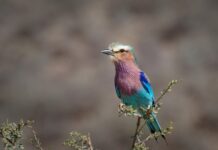 Co ile wymienia się wałek rozrządu? Co ile wymienia się wałek rozrządu?