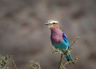 Co ile wymienia się wałek rozrządu?