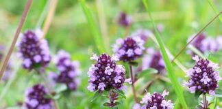 Od czego robi się guz na oponie?