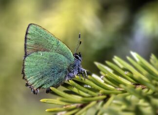 Po co jest kalafonia do lutowania? Po co jest kalafonia do lutowania?