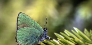 Czy kalafonia jest twarda?