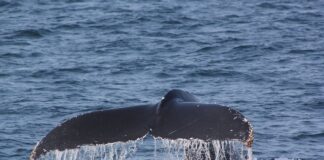 Czy ruszać od razu po odpaleniu?