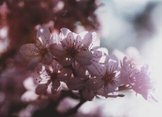 Gdzie produkują Ładę?