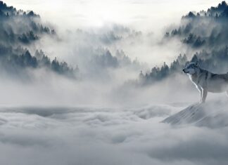 Jakie łańcuchy na zimę? Jakie łańcuchy na zimę?