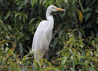 Czy da się mieszkać w przyczepie kempingowej?